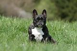 BOULEDOGUE FRANCAIS 1086